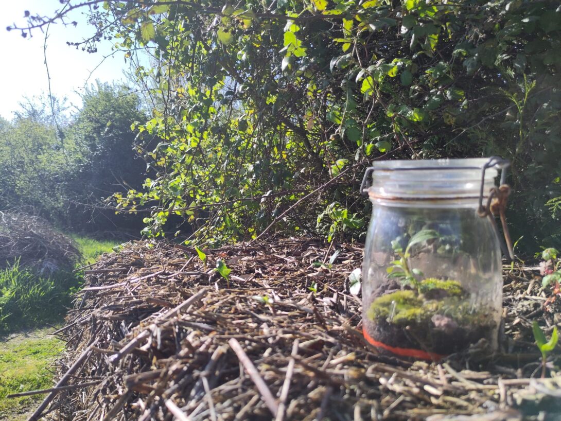Atelier Terrarium avec les Serres de St-Félix