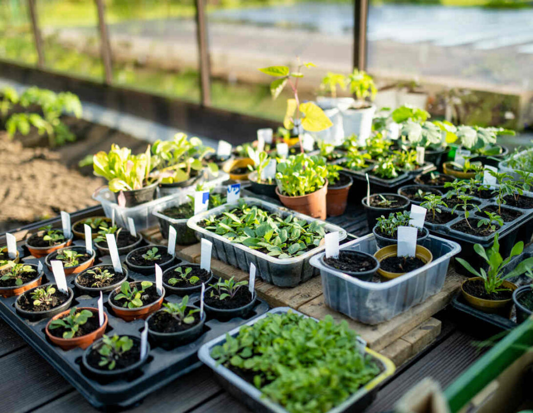 Vente de plants et de fruitiers