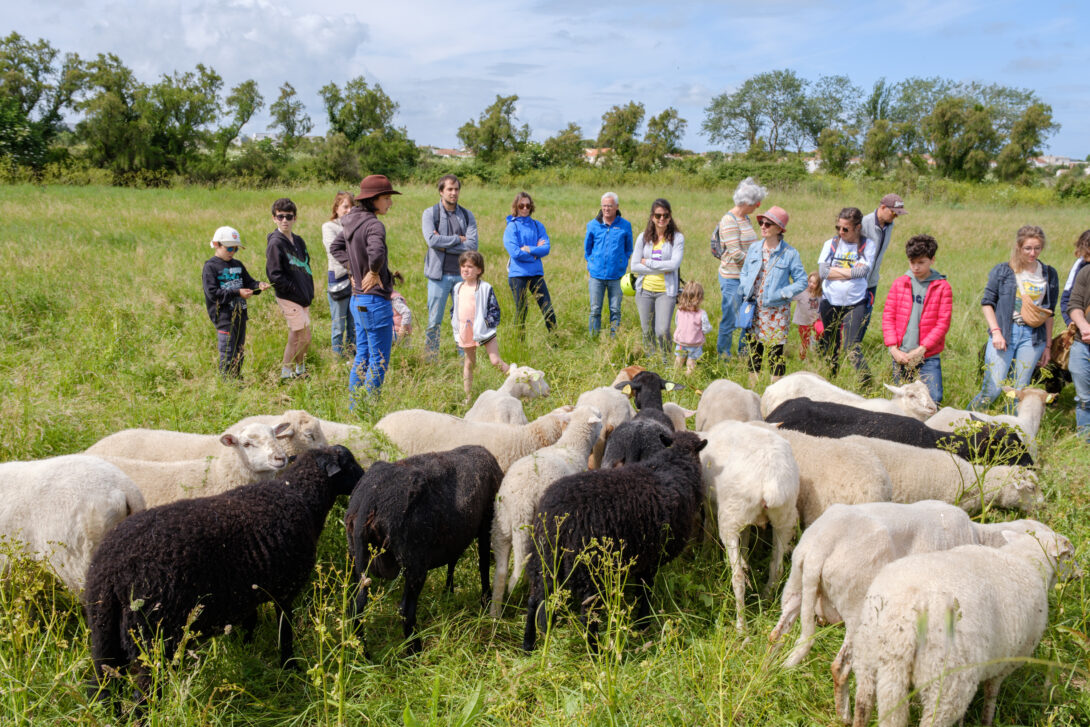 Rencontre avec les moutons dans le marais de Tasdon