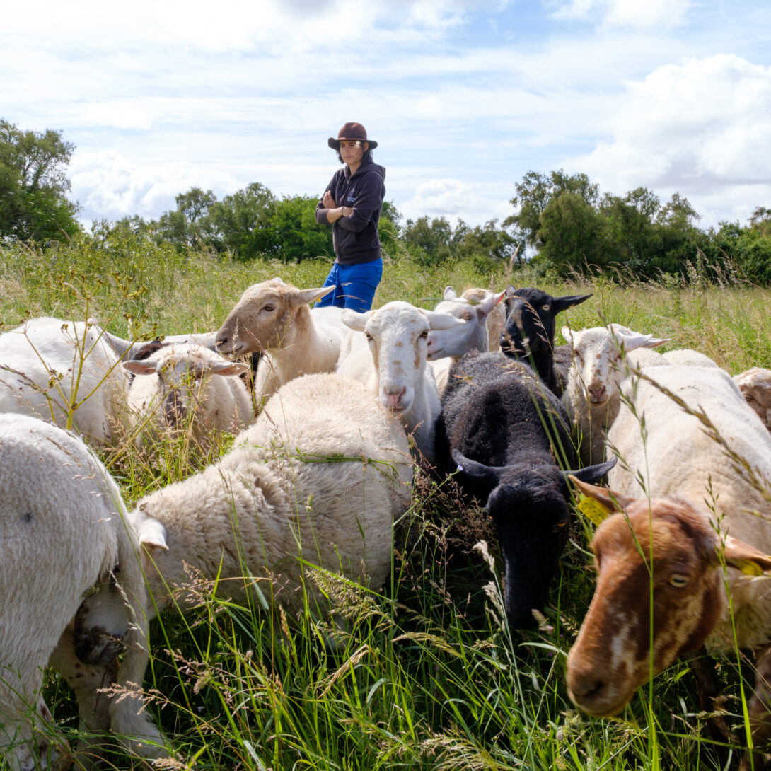 Rencontre avec les moutons dans le marais de Tasdon