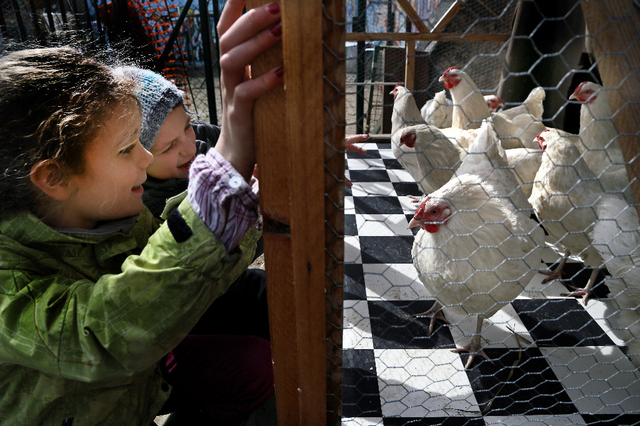 Poulailler des Tours