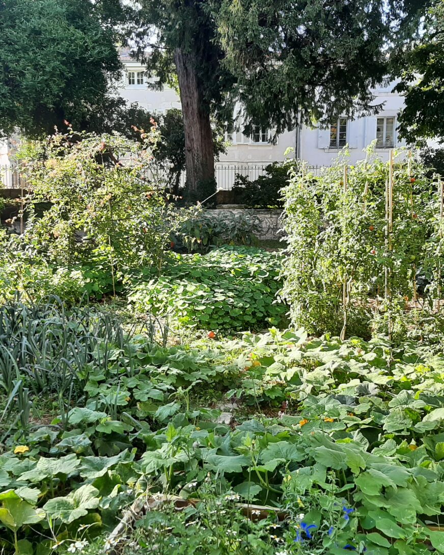 Visite du potager urbain de l&rsquo;équipe espaces verts de Prieuré-Jardin des Plantes