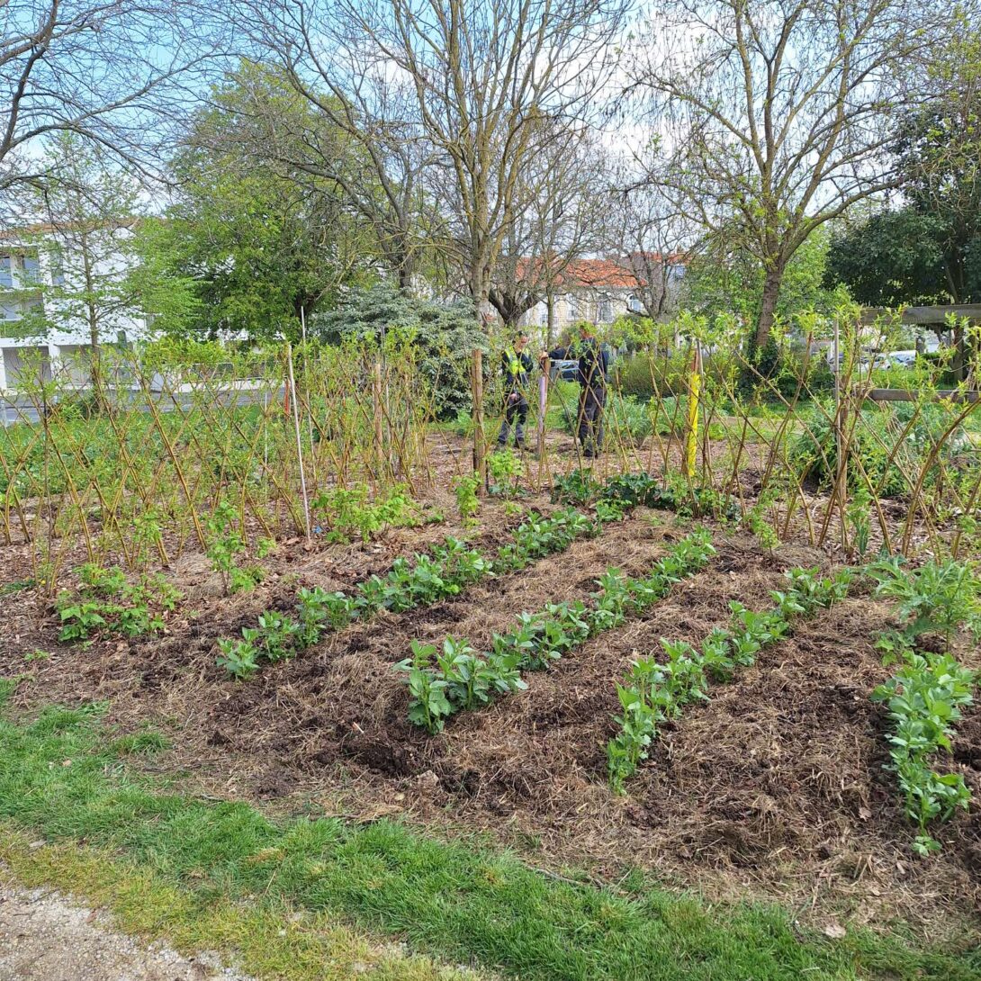 Visite du potager urbain de l&rsquo;équipe espaces verts de Villeneuve-Saint Eloi