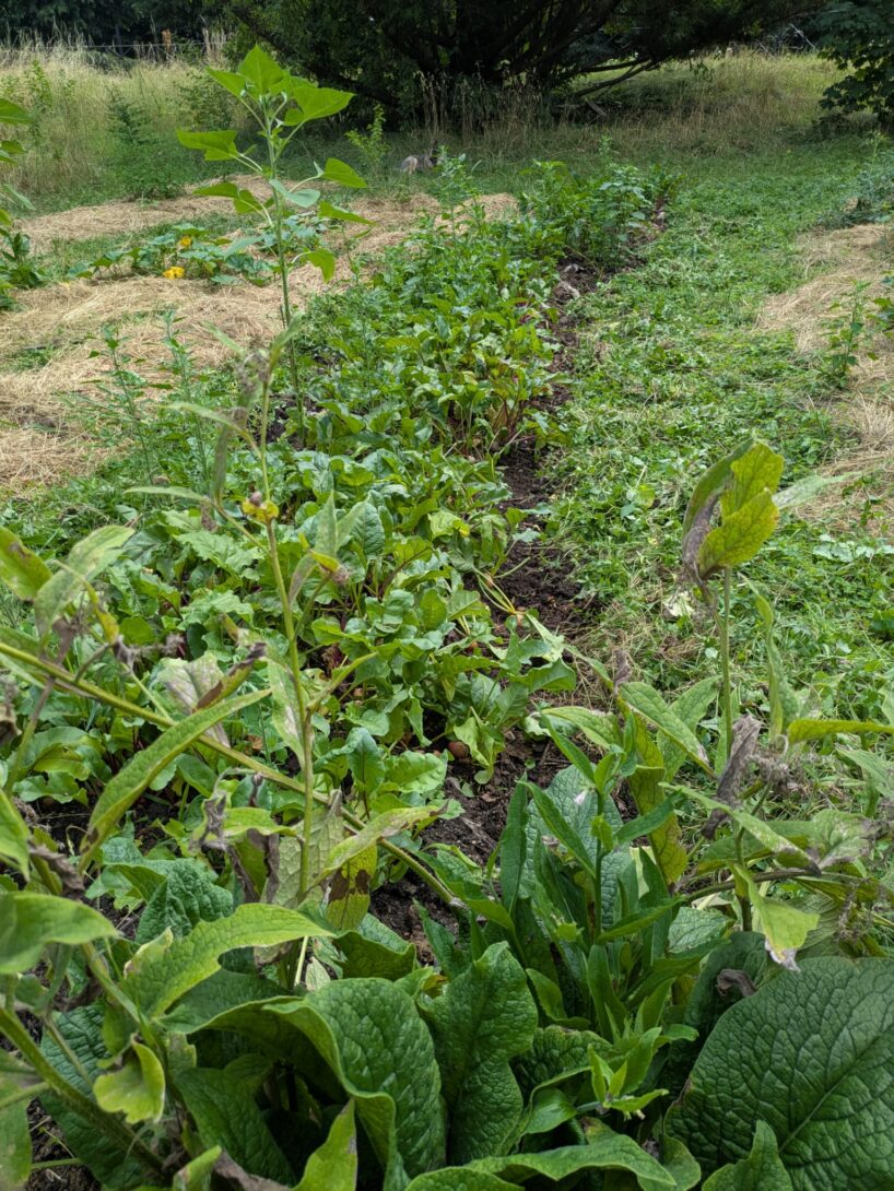 Visite du Jardin du Ravelin