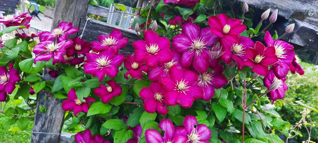 Visite du Jardin du Ravelin