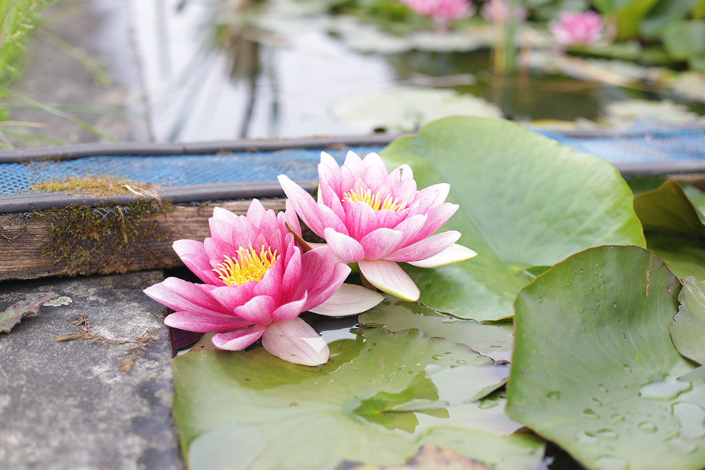 Visite de la Ferme Horticole de Lomme
