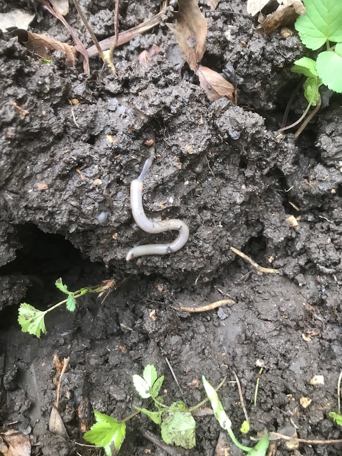 La vie du sol au jardin avec l&rsquo;Ahbak