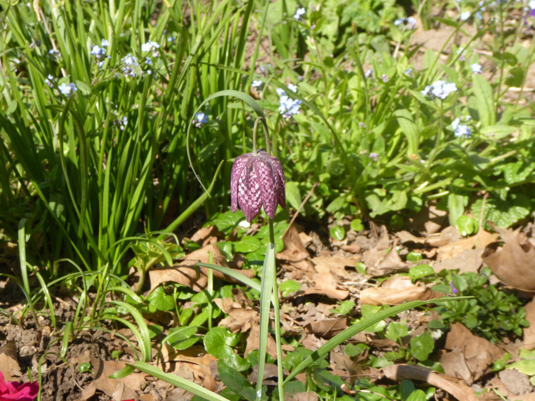 La vie du sol au jardin avec l&rsquo;Ahbak