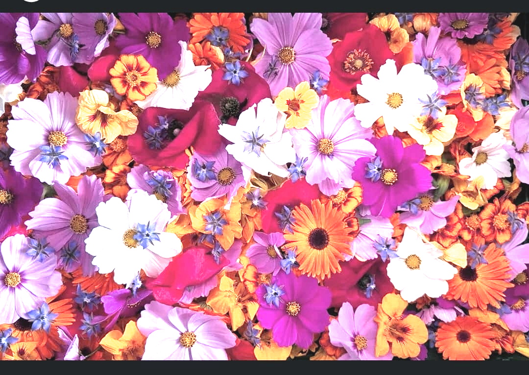 Portes ouvertes Biotiful au Vogelenzang