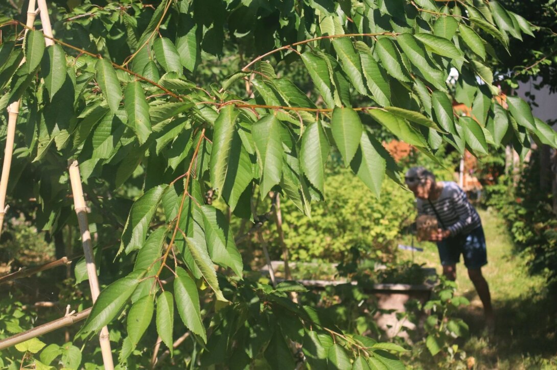 Les Fruits Rouges de Montrouge