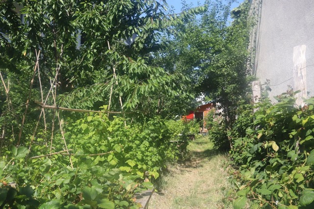 Les Fruits Rouges de Montrouge