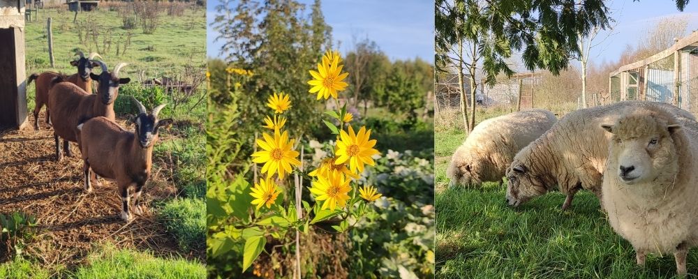 Visite du parc et soins aux animaux