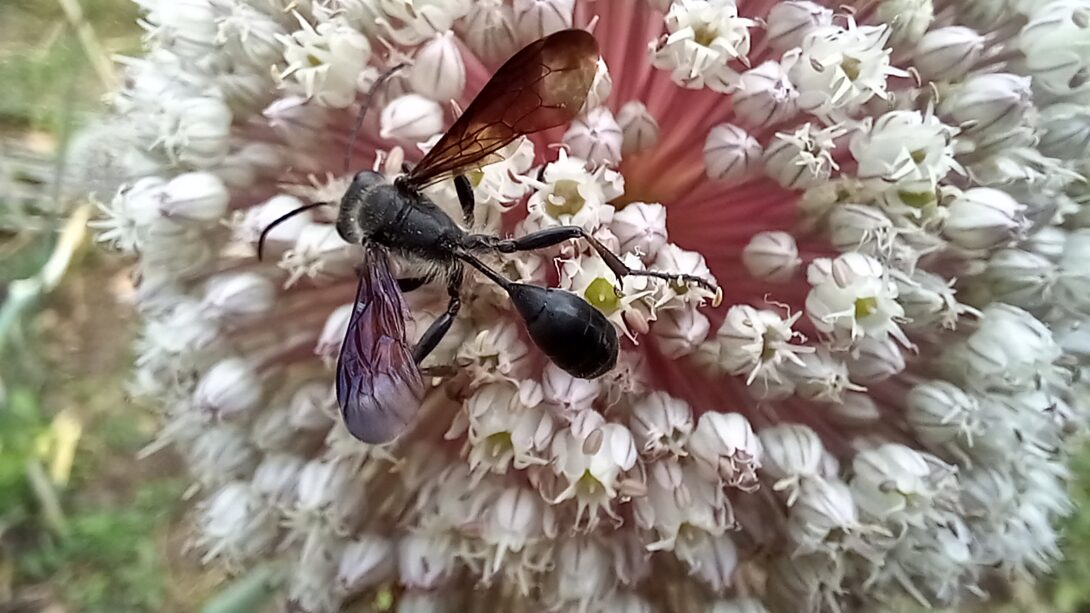 Portes ouvertes aux jardins partagés de la Prairie du Moulin Joly