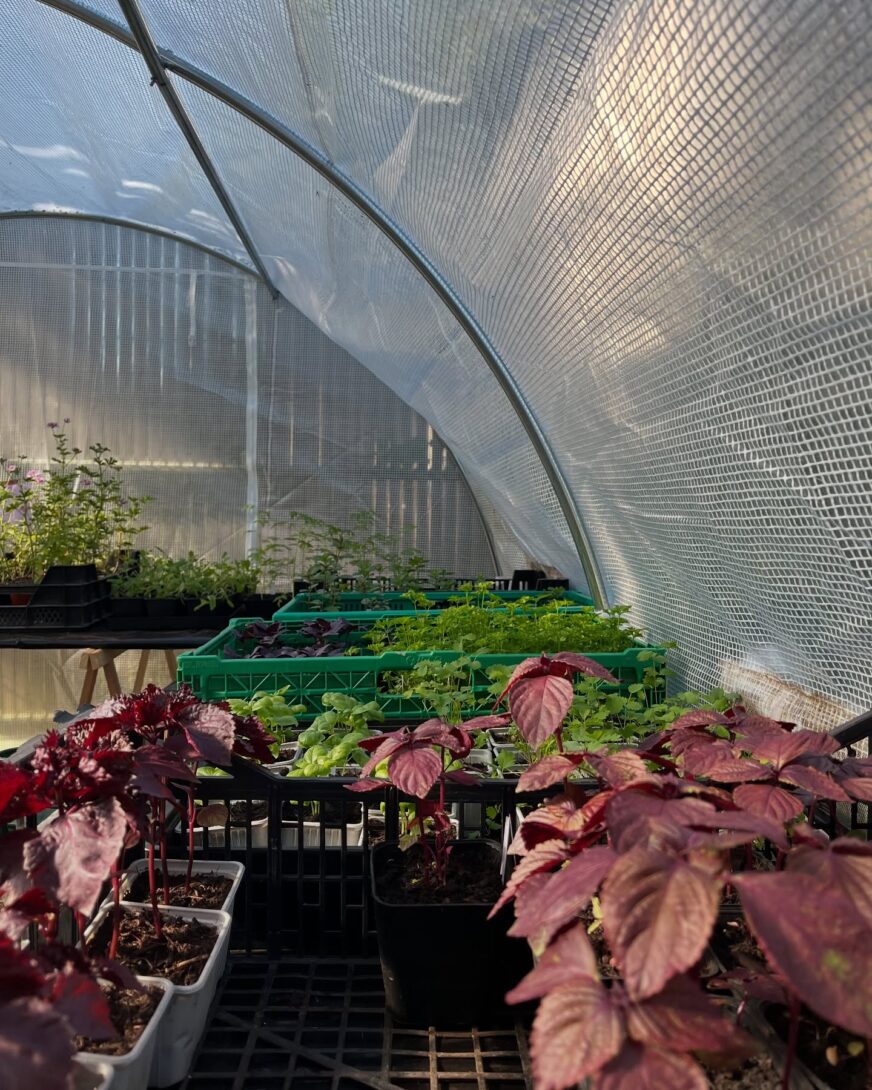 L&rsquo;île-Saint-Denis : Vente de plants « Les Jardins de Julie »