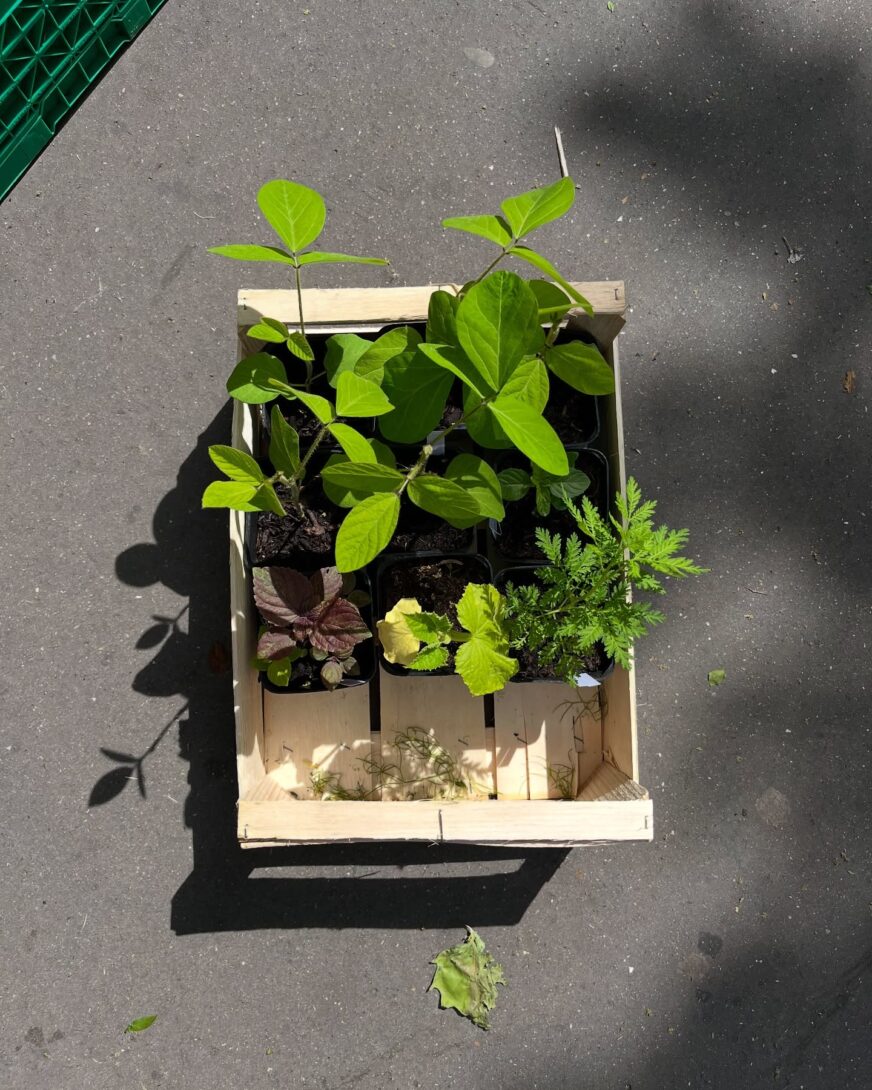 L&rsquo;île-Saint-Denis : Vente de plants « Les Jardins de Julie »