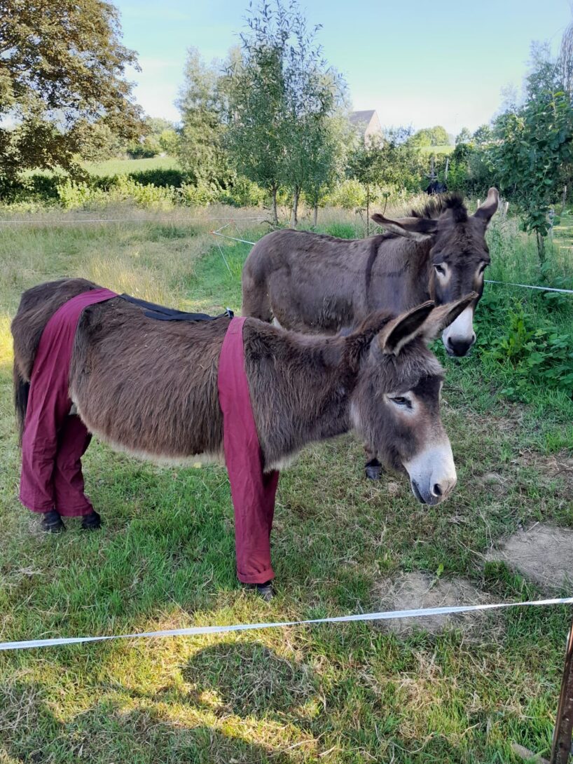 Portes-ouvertes à la ferme urbaine- Chantier Participatif restauration de la cabane