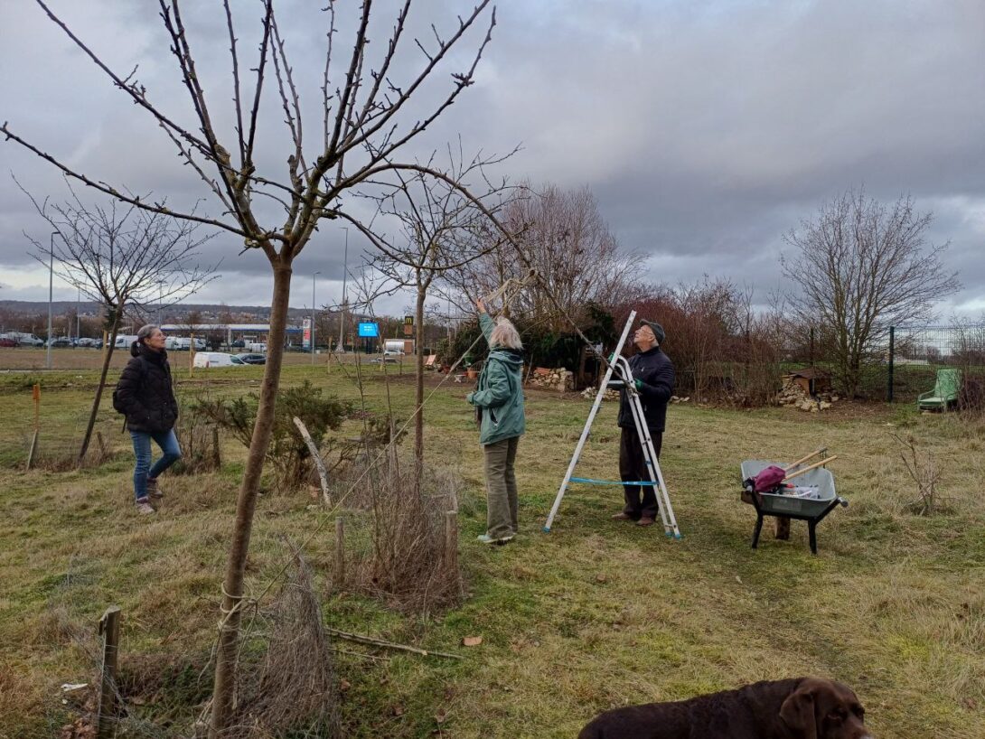 Observation du Verger