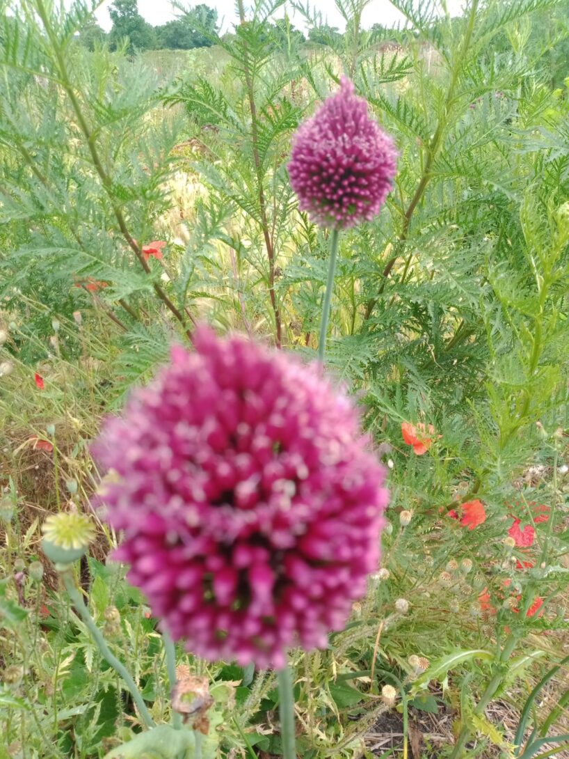Découverte des plantes mellifères