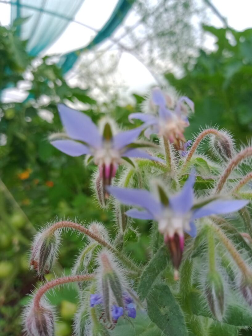 Découverte des plantes mellifères
