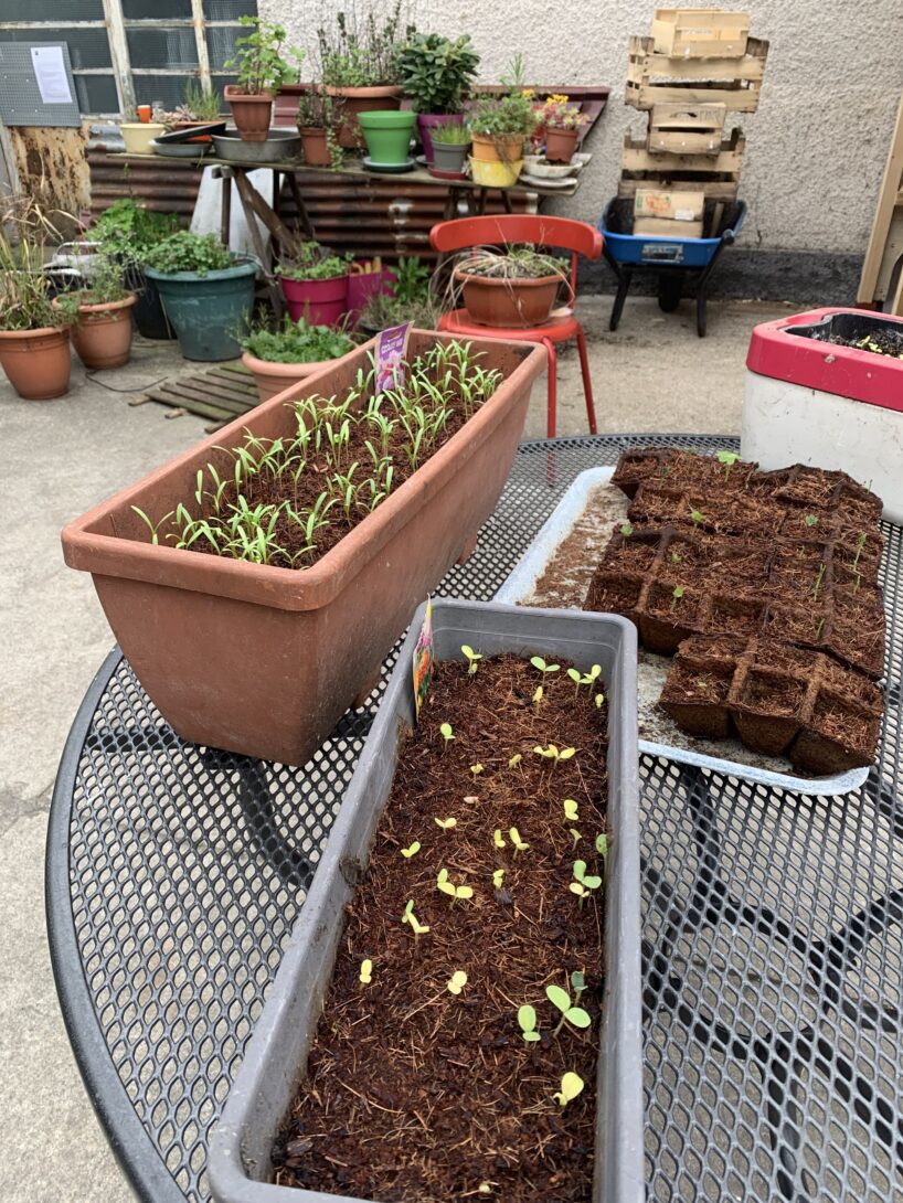 Noisy-le-Sec: D&rsquo;un jardin à l&rsquo;autre