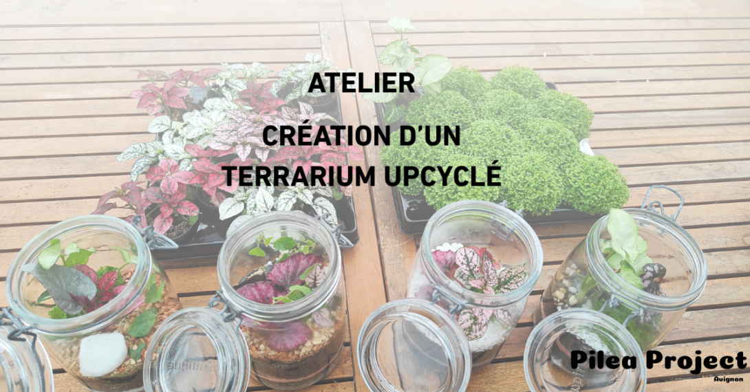 Création d&rsquo;un terrarium upcyclé