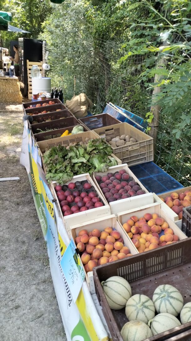 Cueillette de fraises et marché de producteur bio