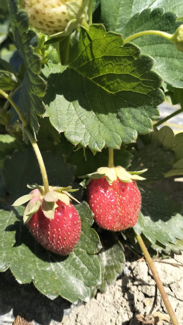Cueillette de fraises et marché de producteur bio