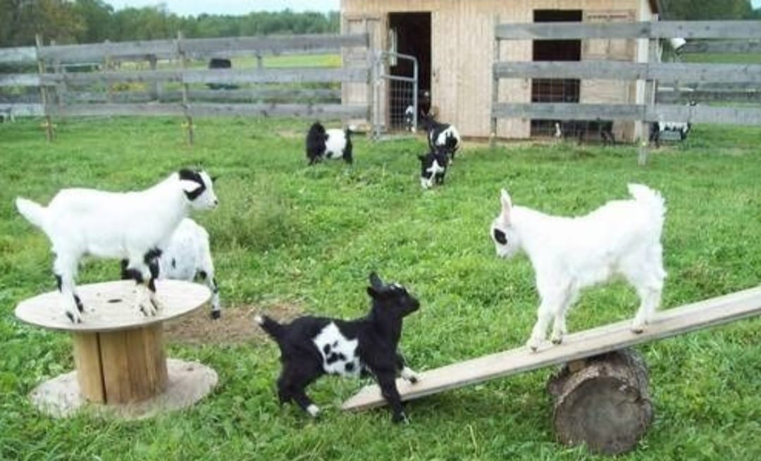 Viens créer un enrichissement pour les animaux de la ferme De l&rsquo;Homme à l&rsquo;animal