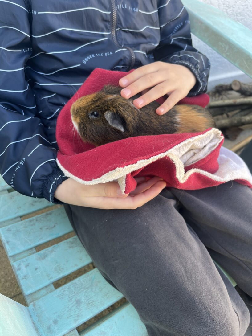 Découverte des petits animaux de la ferme De l&rsquo;homme à l&rsquo;animal