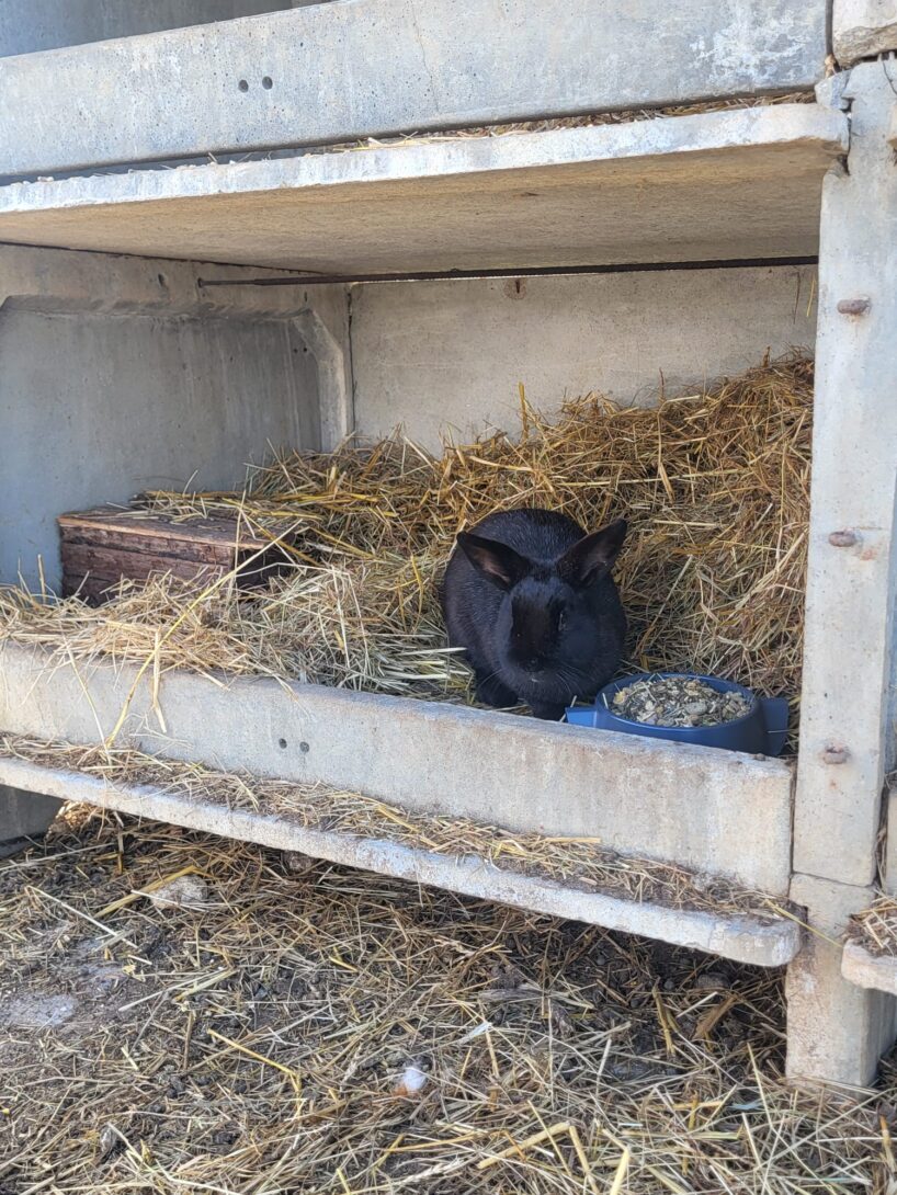 Découverte des petits animaux de la ferme De l&rsquo;homme à l&rsquo;animal