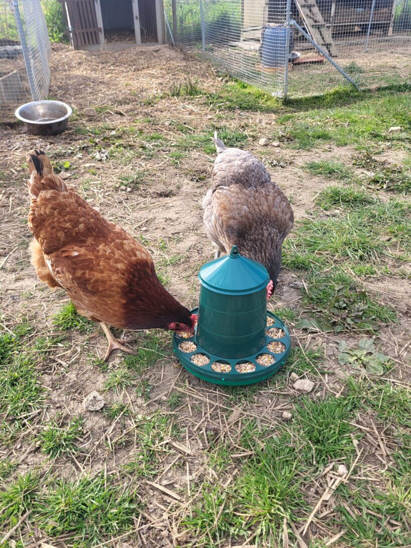 Découverte des petits animaux de la ferme De l&rsquo;homme à l&rsquo;animal