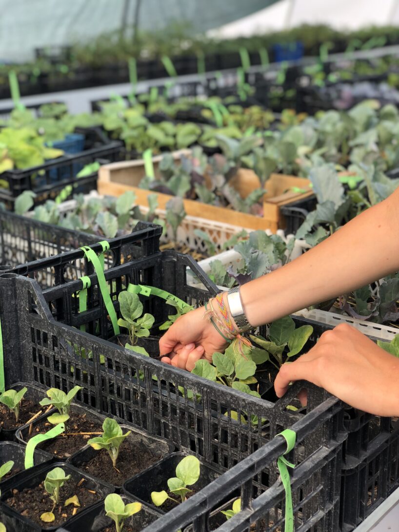 Grande vente de plants bios -légumes, fleurs, aromatiques et petits fruits