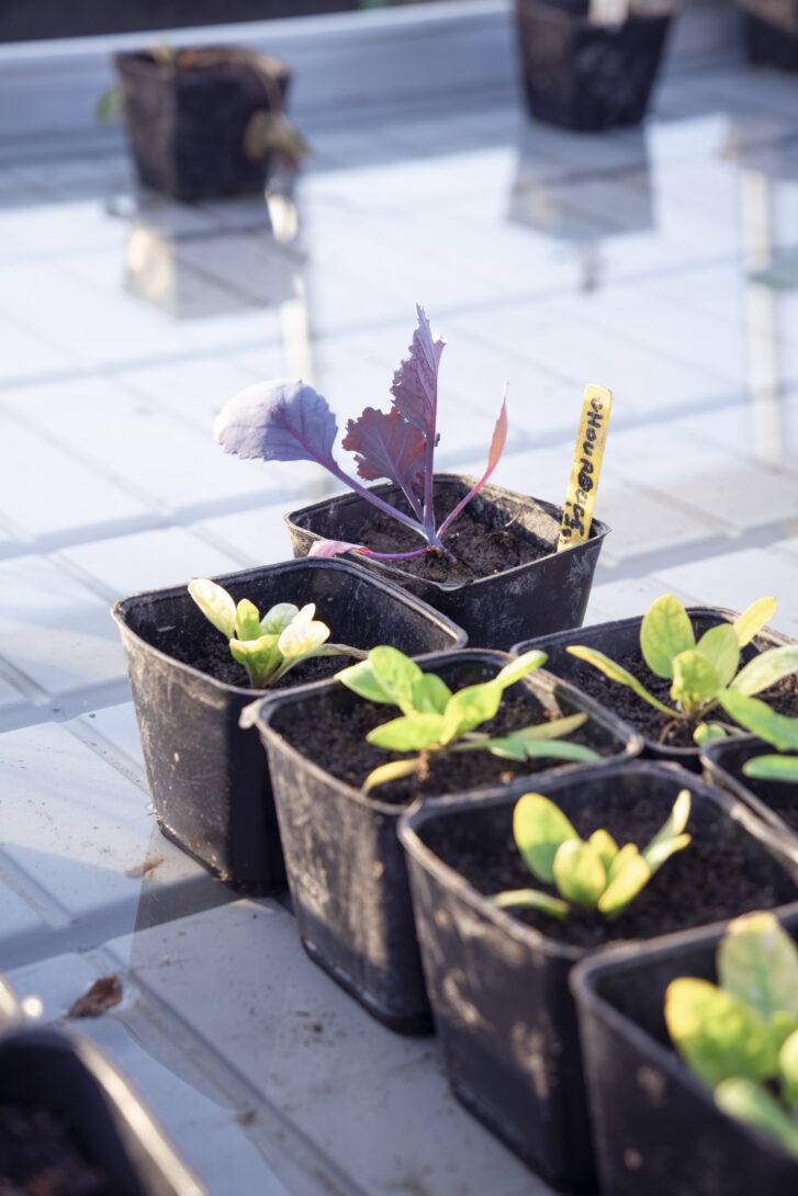 Grande vente de plants bios -légumes, fleurs, aromatiques et petits fruits