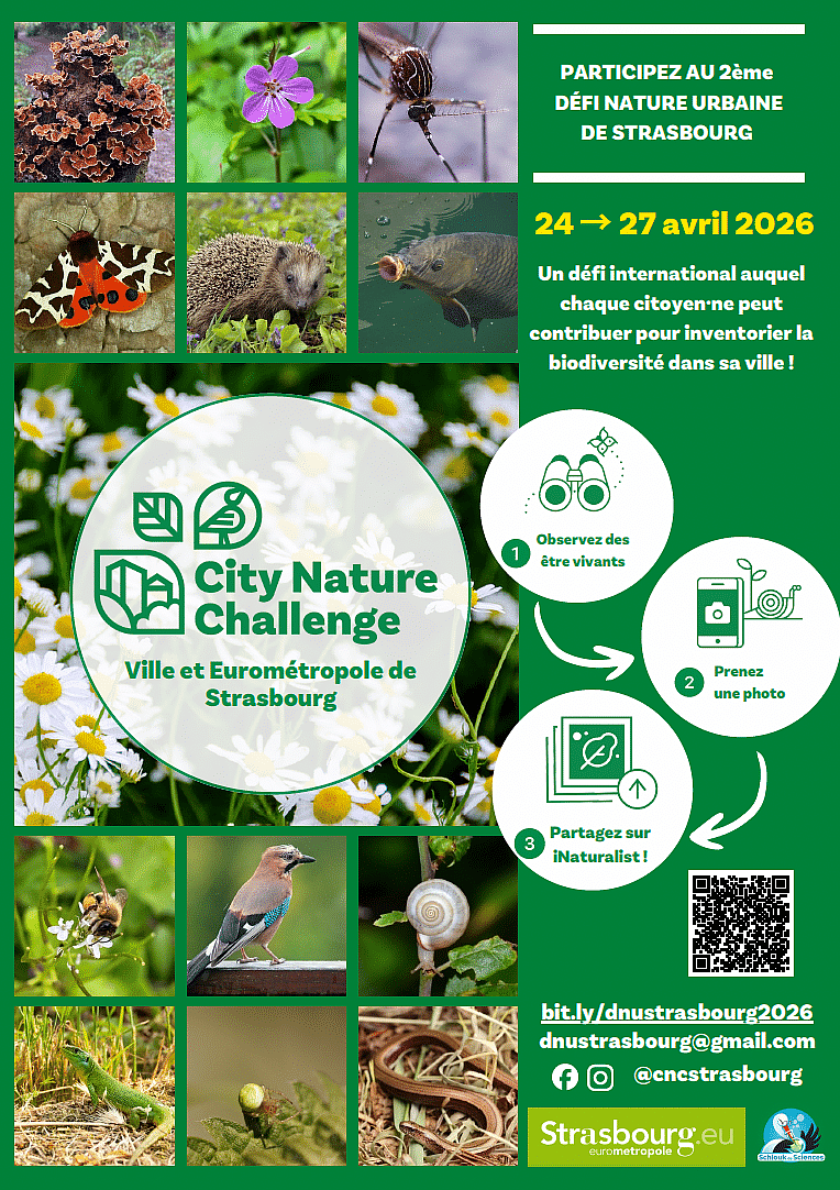 Découvrir et recenser la biodiversité en ville