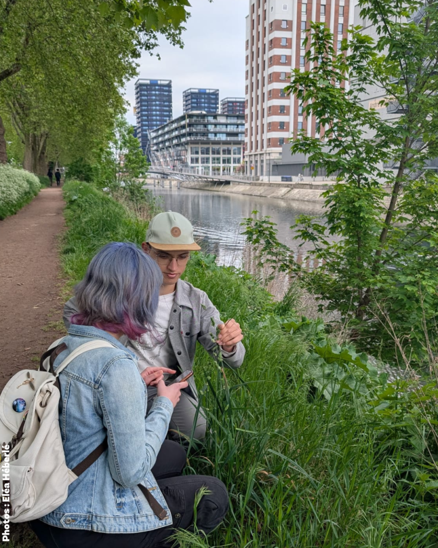 Découvrir et recenser la biodiversité en ville