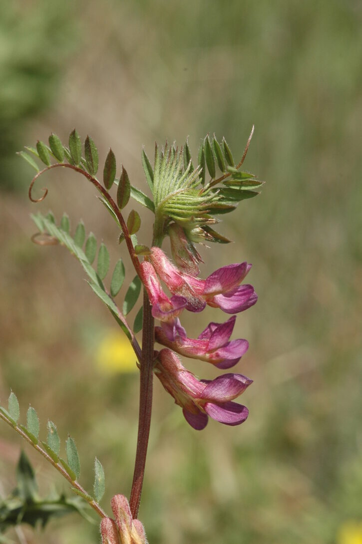 Stand de découverte des messicoles, plantes sauvages des moissons