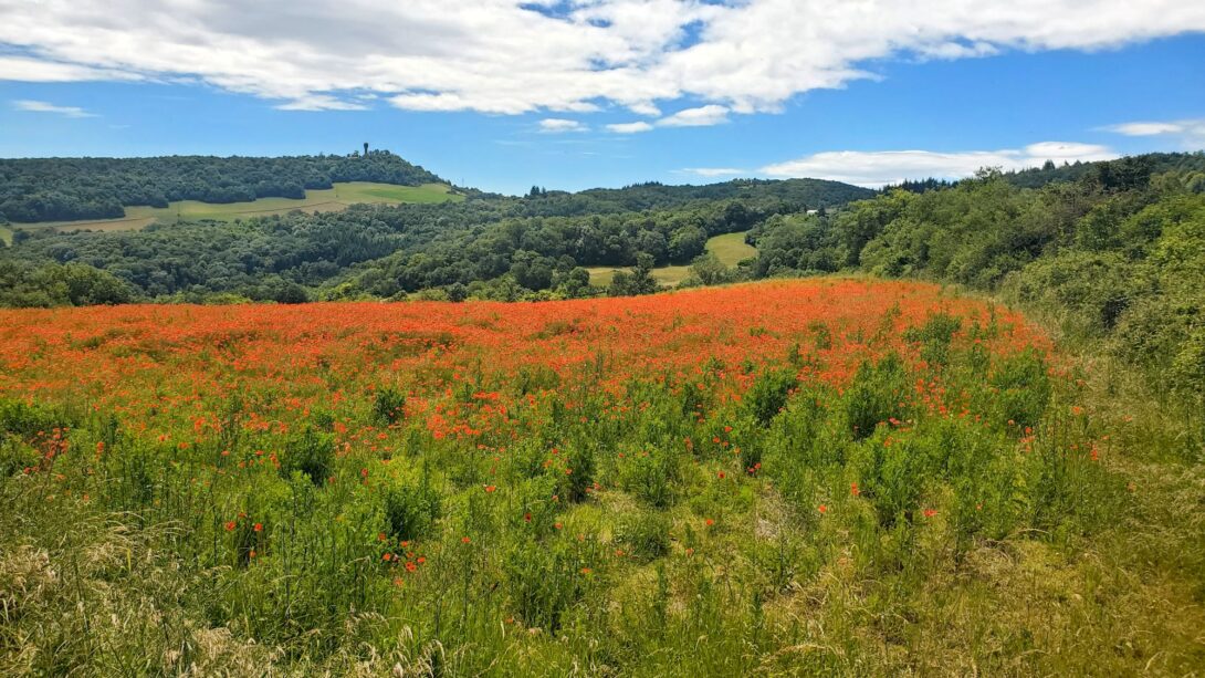 Parcours du dimanche 9h : « Les mains qui nous nourrissent » sur le GR169 (Dardilly – Albigny)