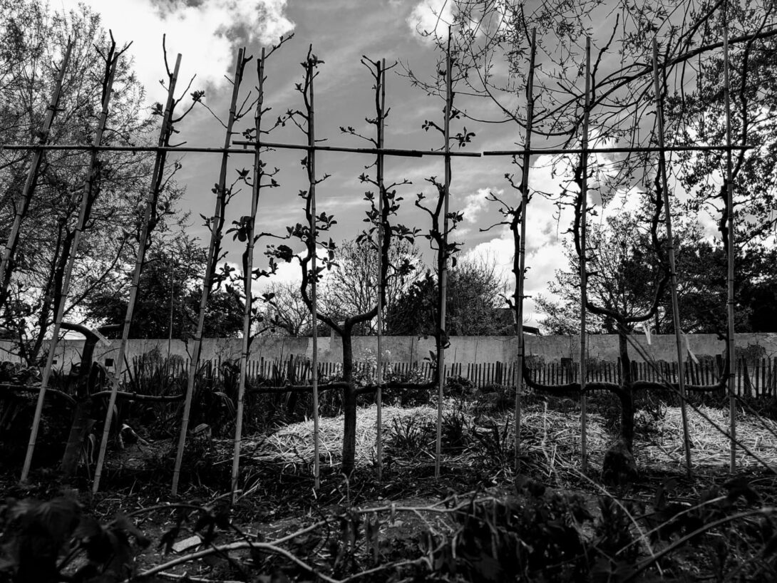 Montreuil: Marché de fruits et légumes et visites du jardin