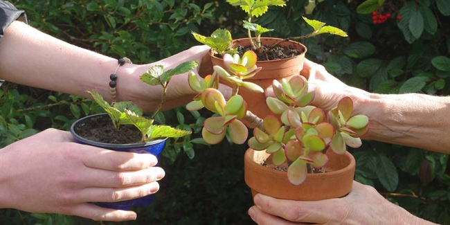 Troc de plantes à la Gibauderie