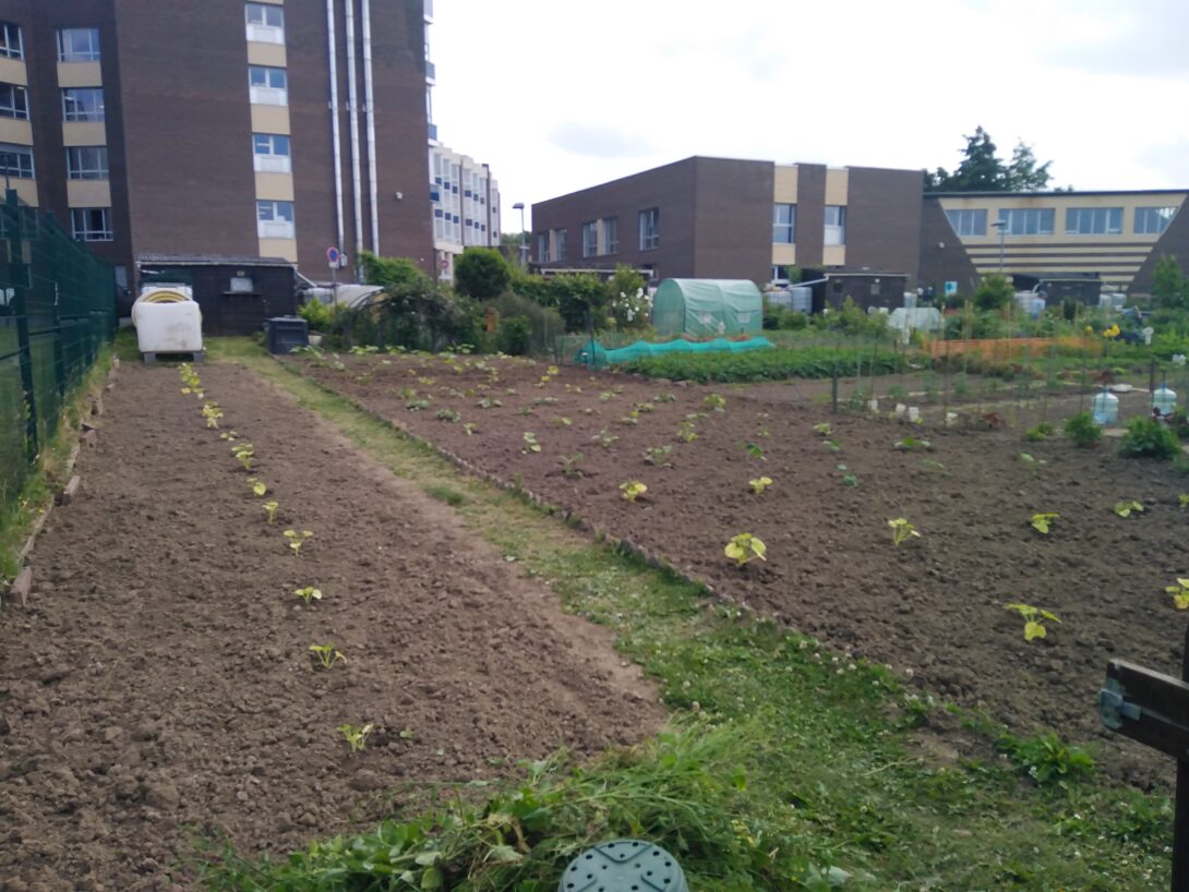 Visite des jardins familiaux