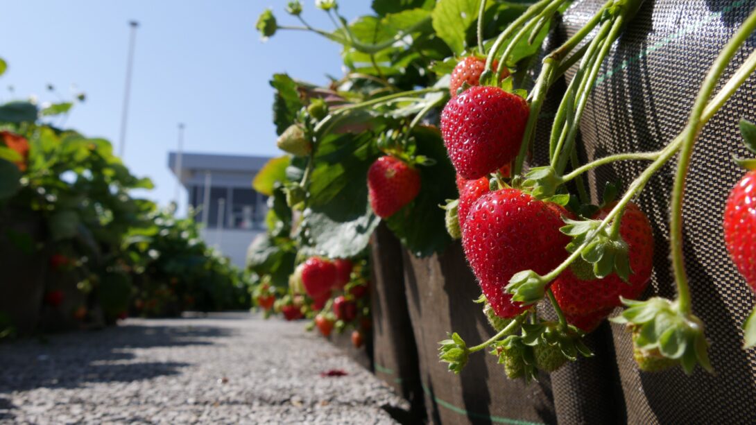 Visite Démonstrateur D&rsquo;agriculture Urbaine ( Chambre d&rsquo;agriculture)