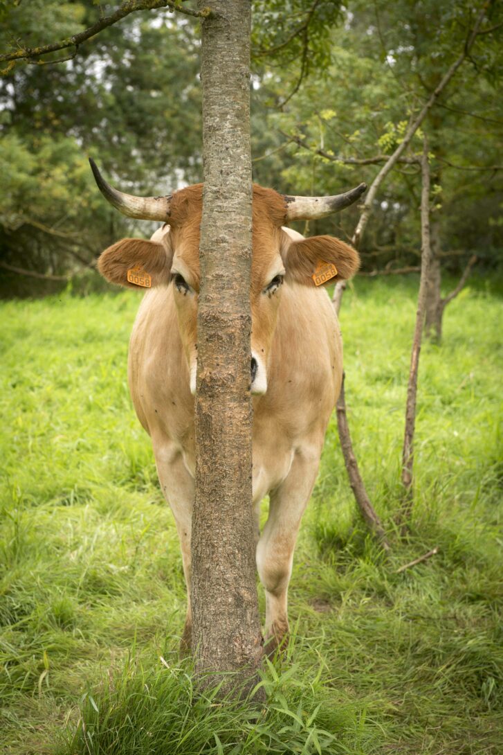 A la rencontre de la Vache nantaise dans la vallée de Bouguenais