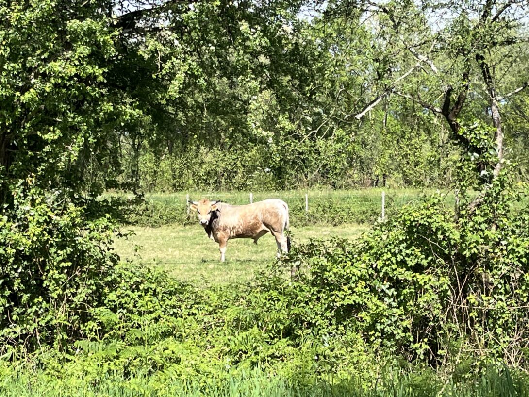 A la rencontre de la Vache nantaise dans la vallée de Bouguenais