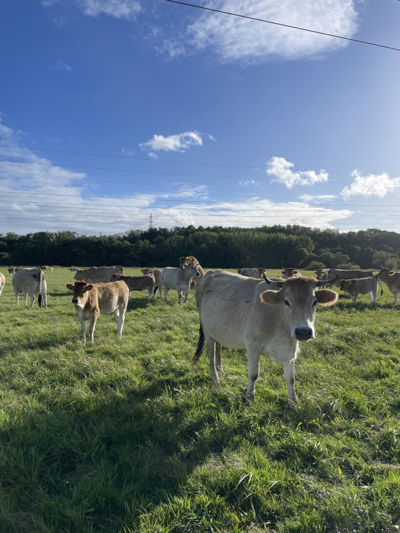 A la rencontre de la Vache nantaise dans la vallée de Bouguenais