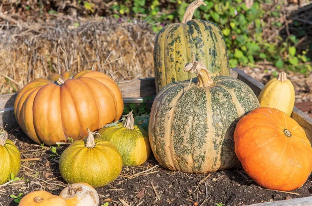 Atelier semis : Florilège de courges !
