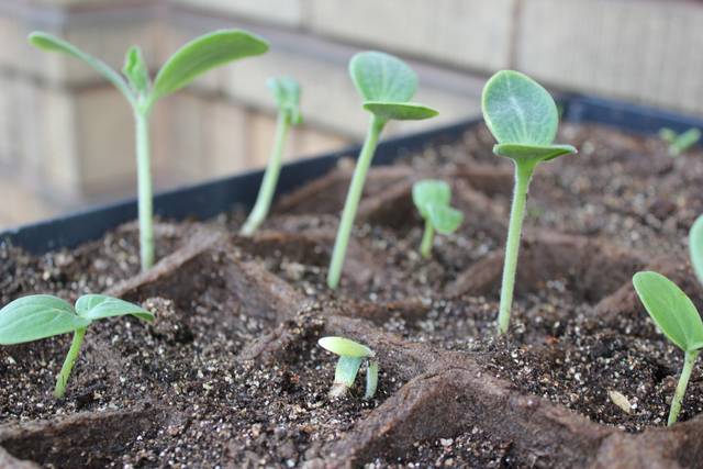 Atelier semis : Florilège de courges !