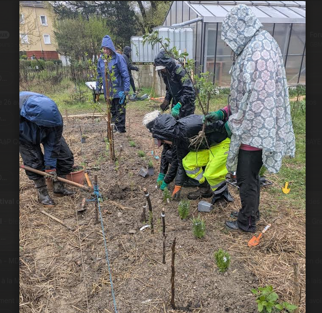 La parcelle en Agriculture Syntropique