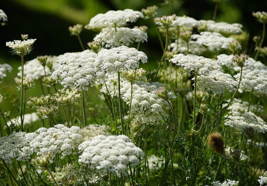 Balade botanique : les plantes sauvages comestibles et toxiques