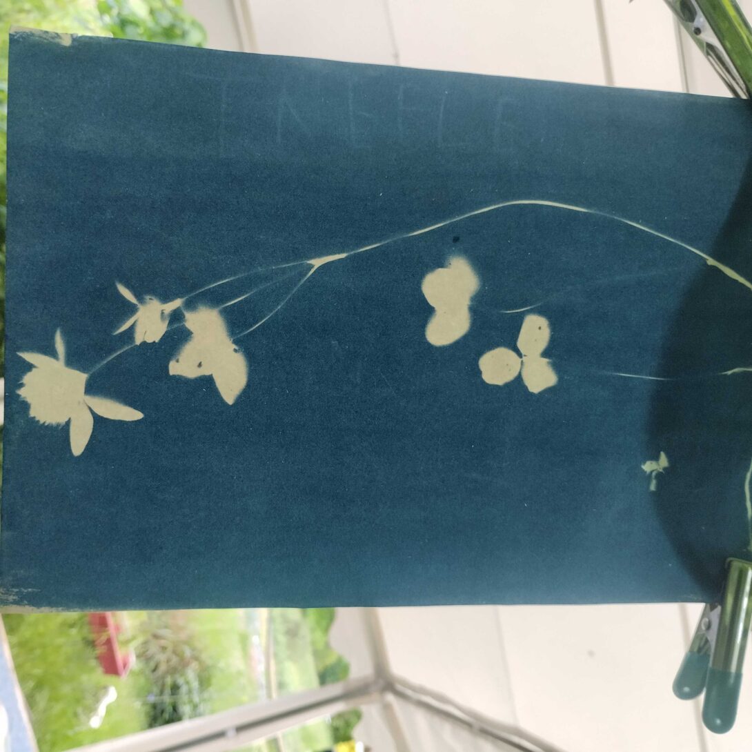 Les 48h ! Atelier cyanotype et botanique