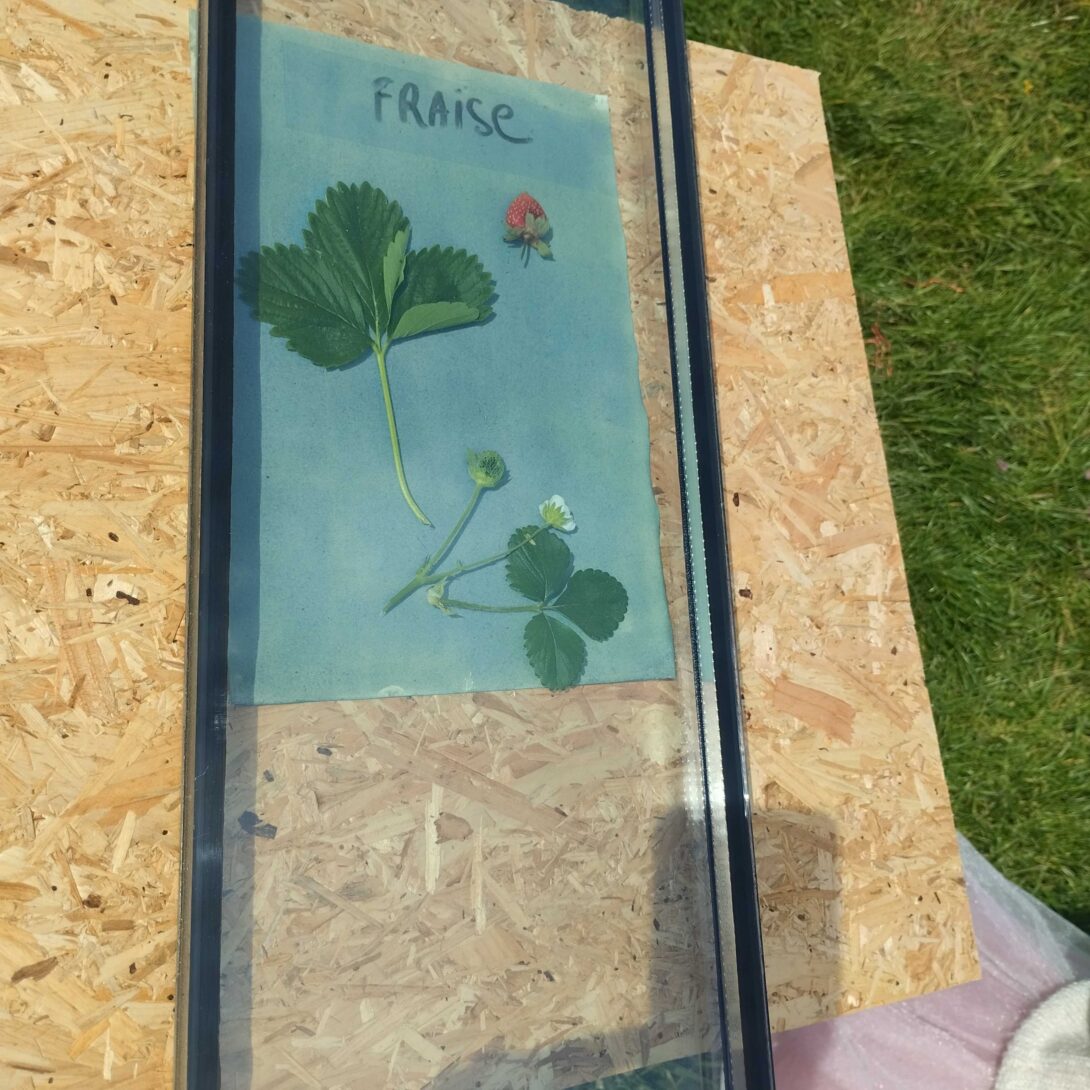 Les 48h ! Atelier cyanotype et botanique